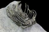 Spine-On-Spine Koneprusia Trilobite - Spectacular #93865-2